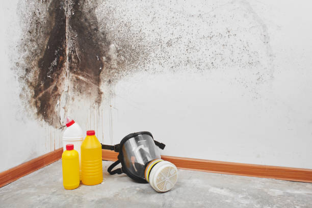 Best Industrial Mold Remediation in Glen Dale, WV