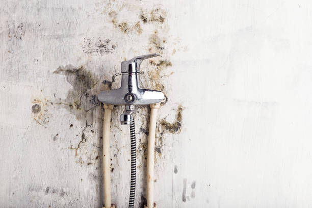 Best Basement Mold Remediation in Glen Dale, WV