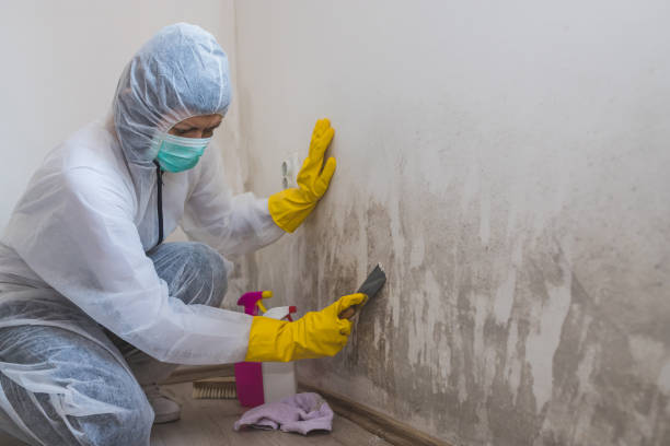 Best Bathroom Mold Remediation in Glen Dale, WV