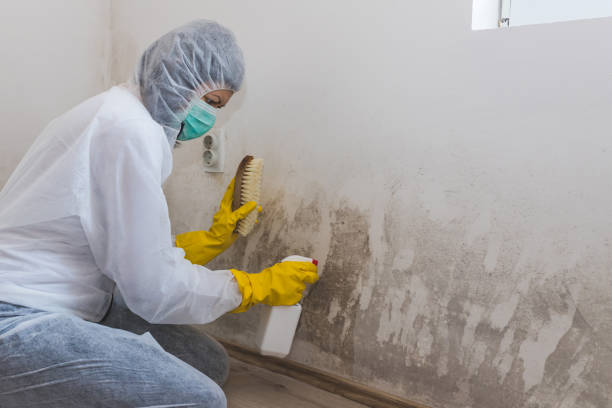 Best White Mold Remediation in Glen Dale, WV