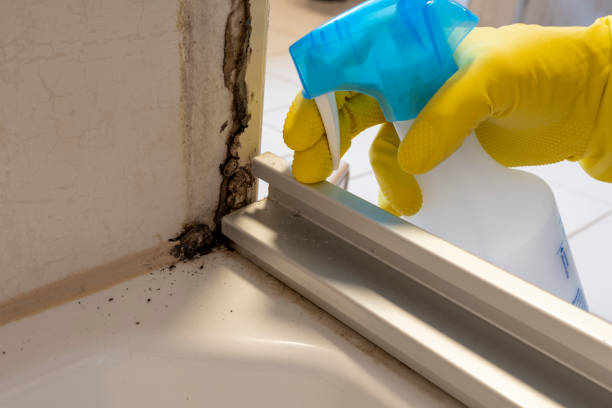 Best Commercial Mold Remediation in Glen Dale, WV