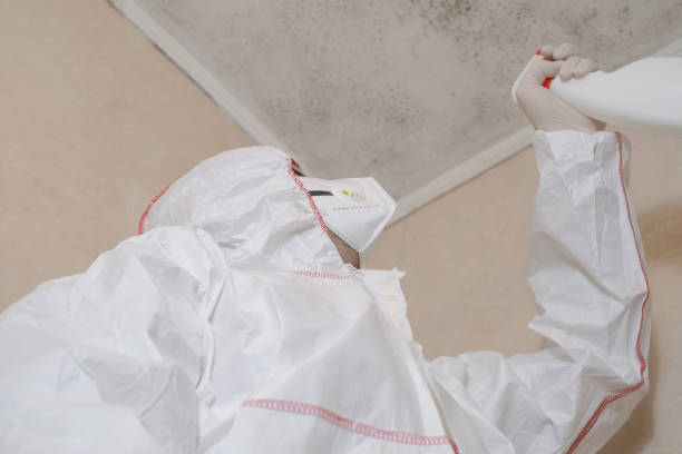 Best Black Mold Remediation in Glen Dale, WV