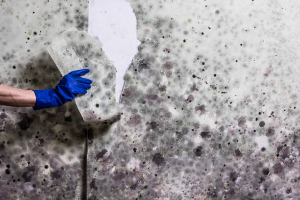 Best Black Mold Remediation in Glen Dale, WV