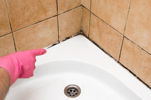 Best HVAC Mold Remediation in Glen Dale, WV